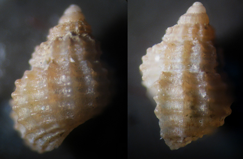 alvania mamillata e...